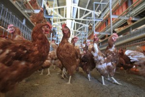 ЕС снял запрет на экспорт птицы почти со всех регионов Украины